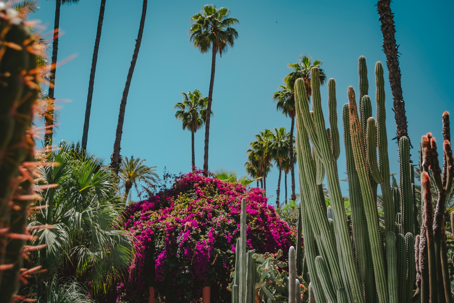 Le Jardin Marjorelle Marrakech